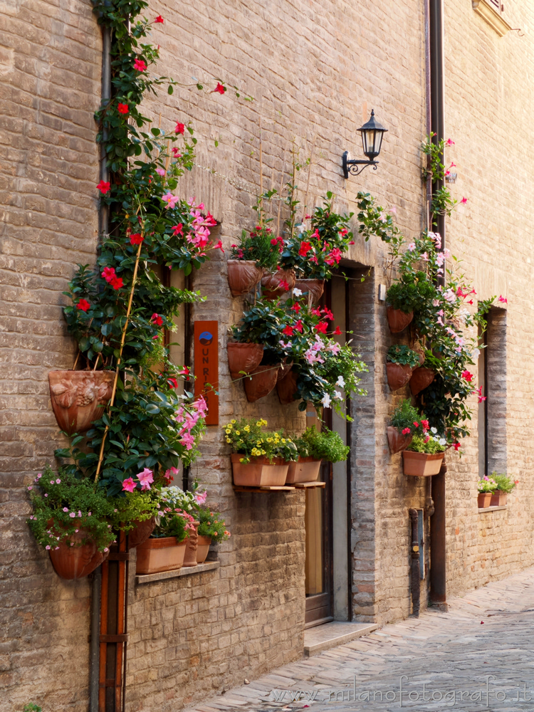 Fano (Pesaro e Urbino, Italy) - Entrance of an old house of the historic center surrounded by flowers